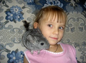  Шиншилла в виде питомца для малыша 
