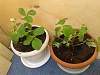    
: 20150602_091259.jpg
: 580
:	90.0 
ID:	9444