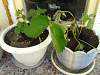     
: 20150602_091409.jpg
: 625
:	103.8 
ID:	9445