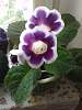     
: 20150602_091136.jpg
: 1055
:	72.1 
ID:	9446
